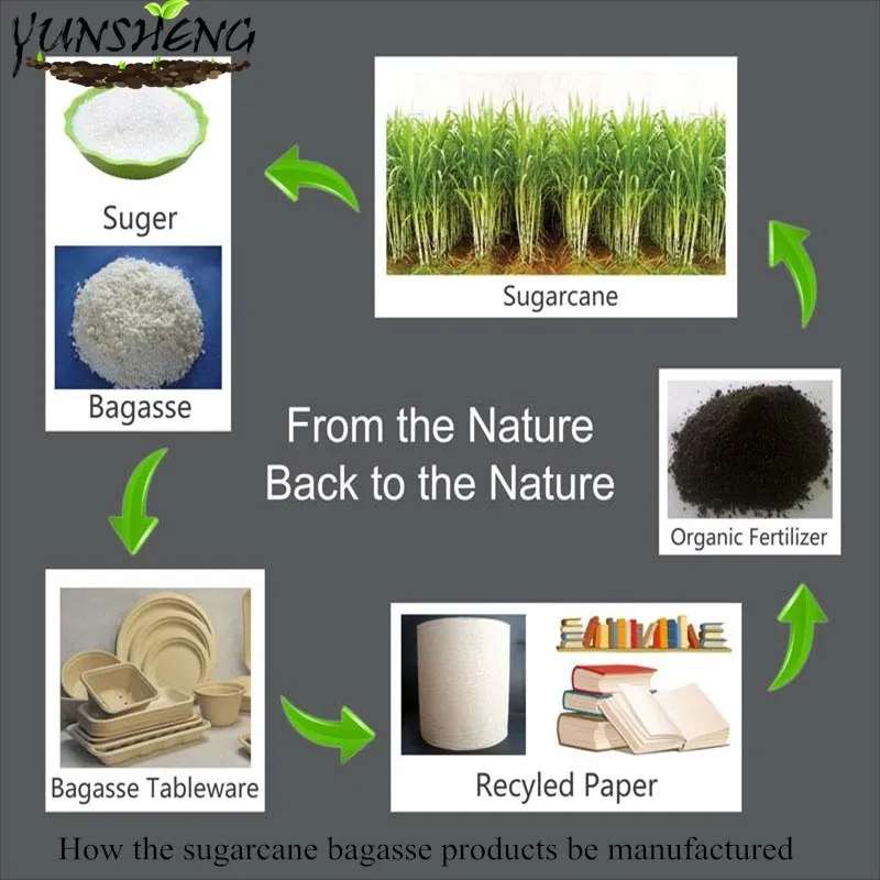 Biodegradable Compostable Sugarcane Bagasse Paper Box with Clamshell