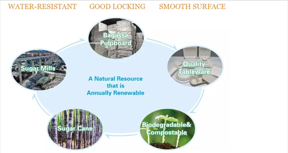 Eco-Friendly Heating 8 Inch Lunch Biodegradable Disposable Food Container