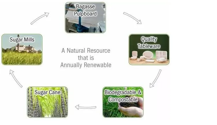 Heavy Capacity Biodegradable Disposable Sugarcane 6 Compartment Trays