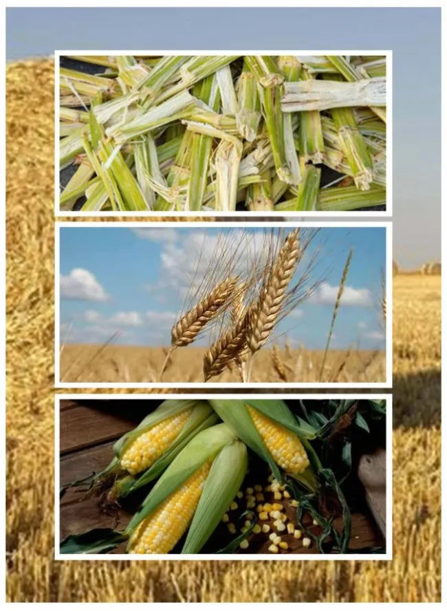 Qualified Sugarcane Tableware Compartment Take Away Food Box 850ml 2cp